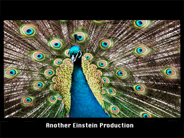 peacock